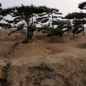 油松