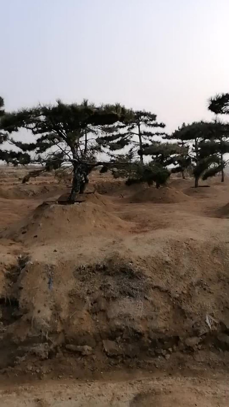 油松