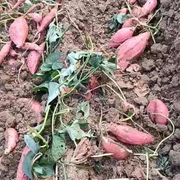 自家种植200亩烟薯25