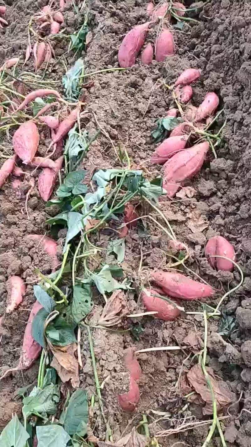 自家种植200亩烟薯25