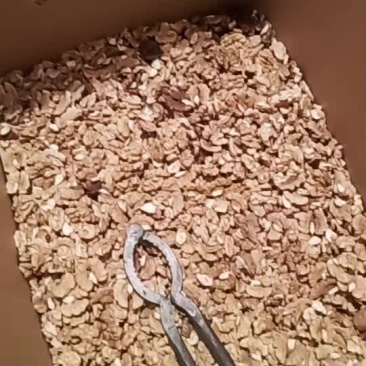 大凉山老树核桃
