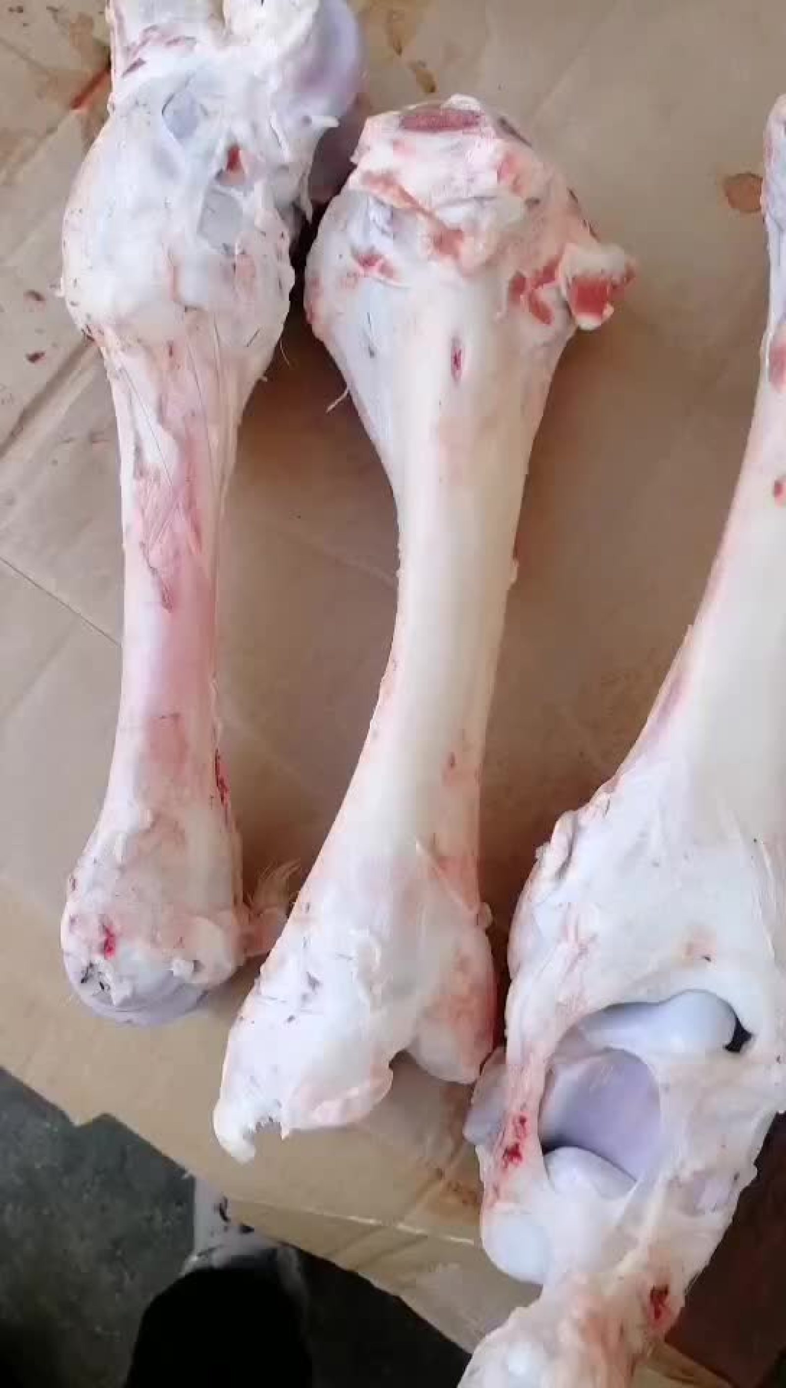 [牛骨头批发]【荐】牛骨 质量保证 可直接来电 也可直接下单价格2.