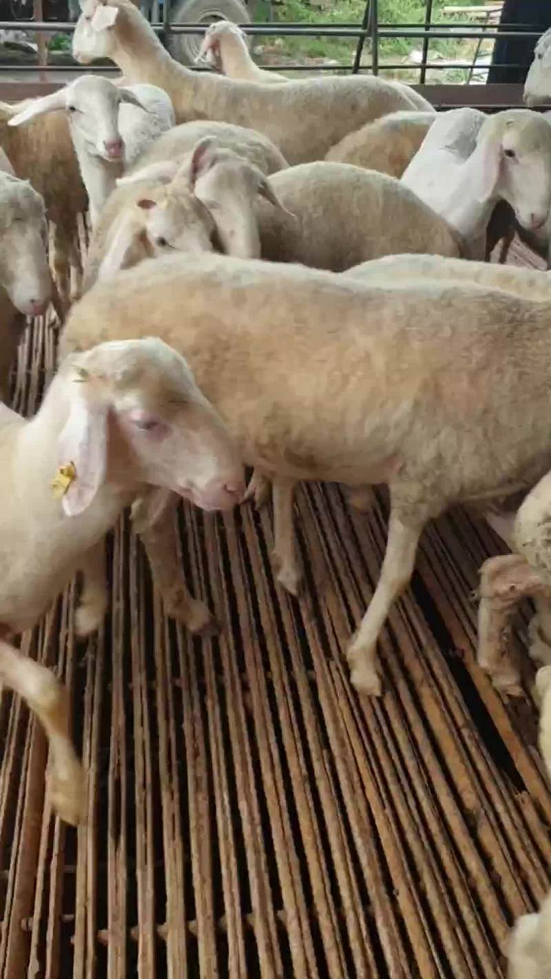 高腿大耳纯种小尾寒羊大量现货供应高腿大耳小尾寒羊头胎怀孕