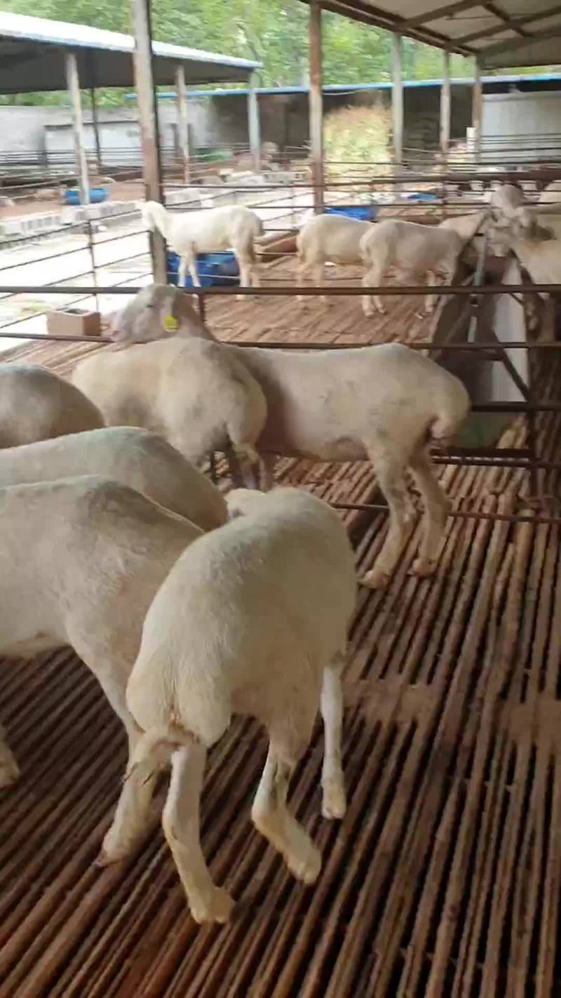 高腿大耳纯种小尾寒羊大量现货供应高腿大耳小尾寒羊头胎怀孕