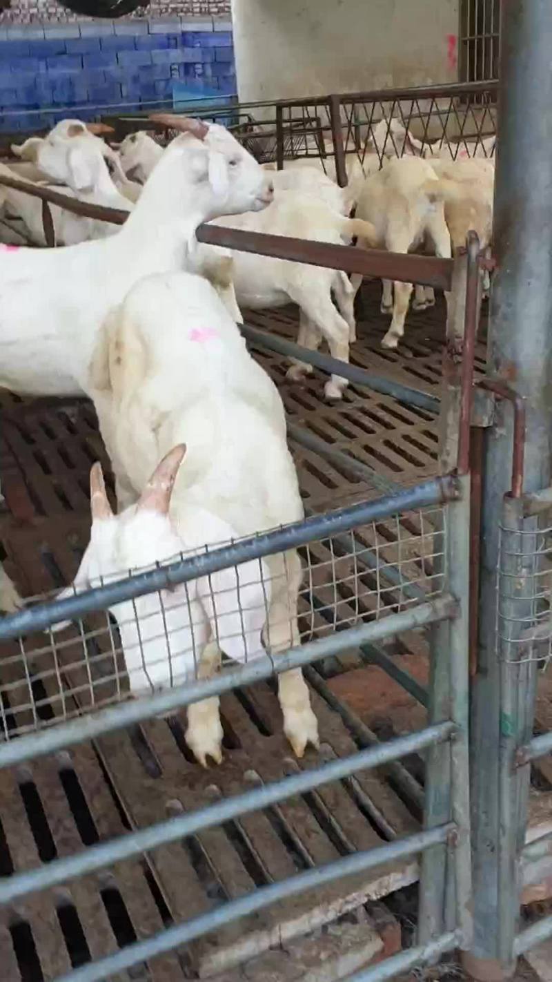 高腿大耳纯种小尾寒羊大量现货供应高腿大耳小尾寒羊头胎怀孕