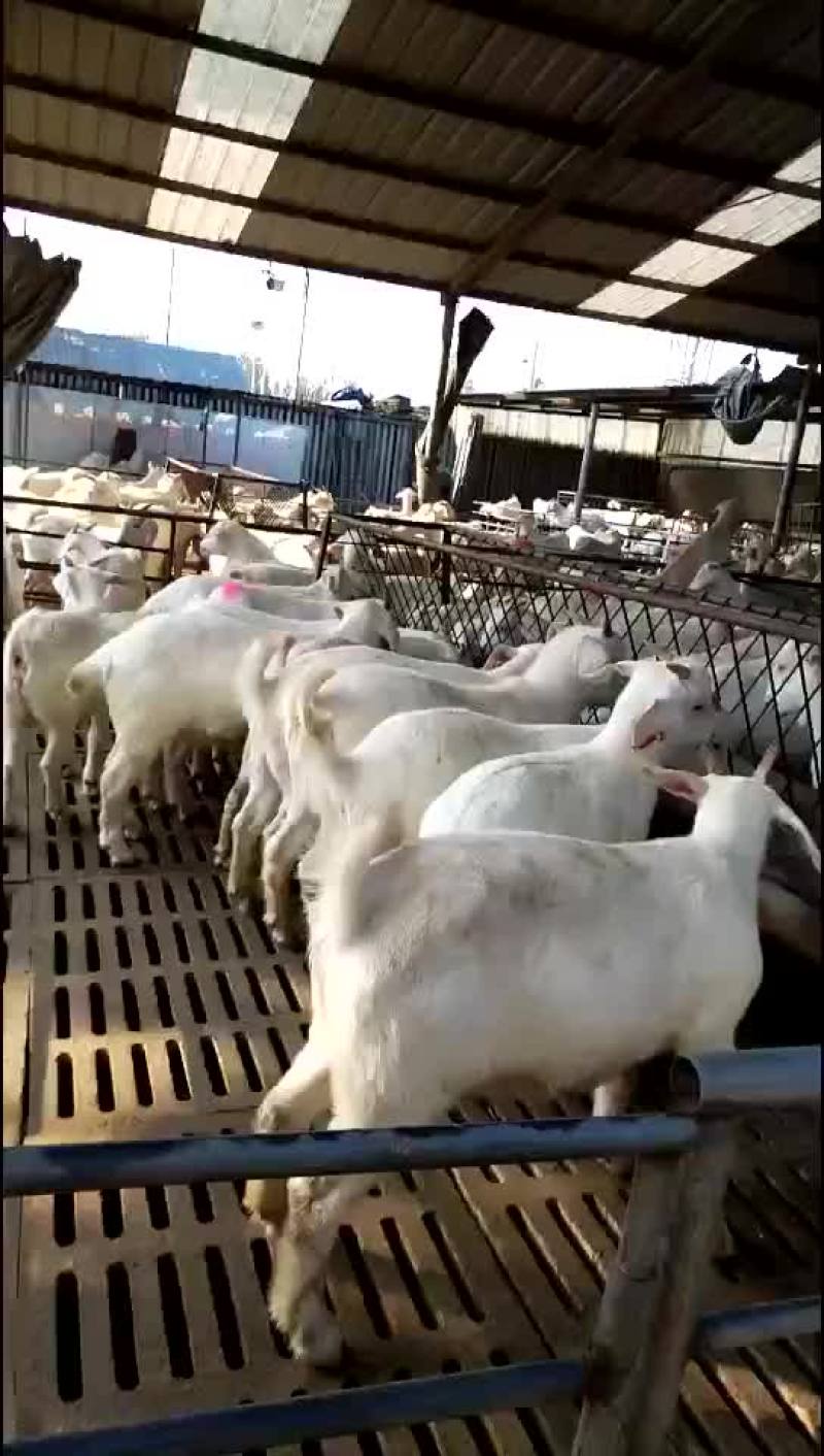 美国大白羊，繁殖率高，出肉率高，抗病能力强，适应性比较强