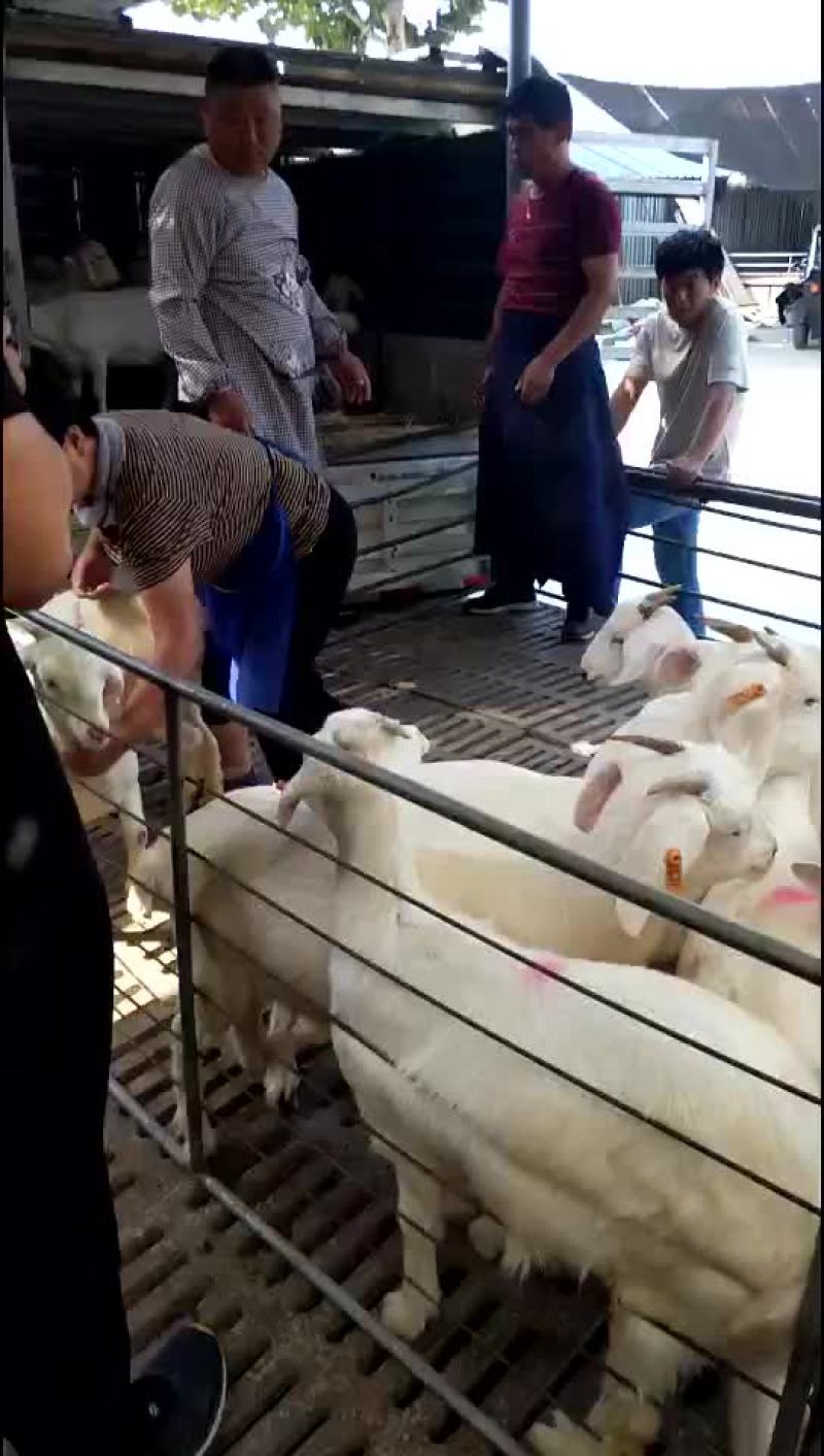 美国大白羊，繁殖率高，出肉率高，抗病能力强，适应性比较强