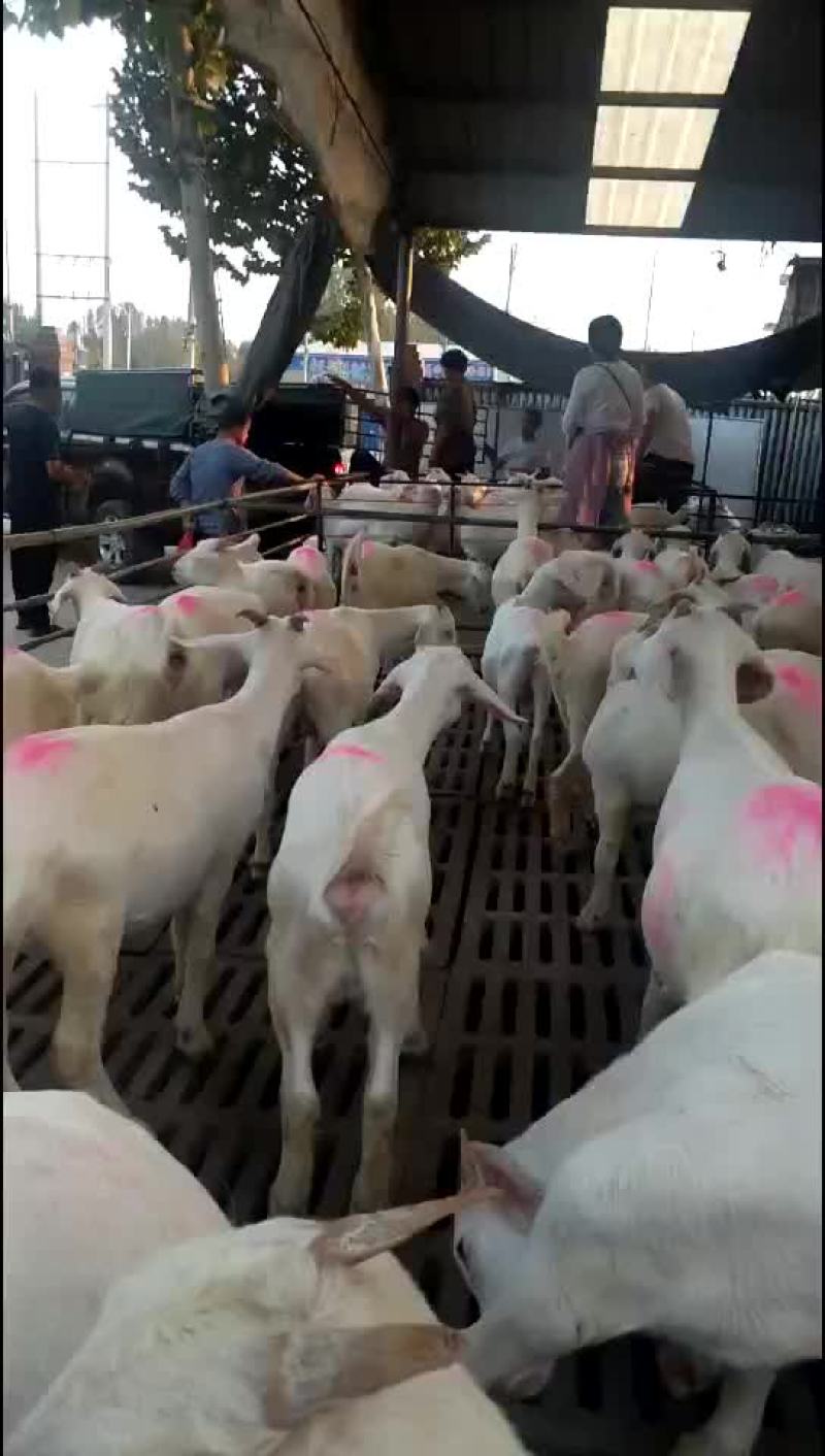美国大白羊，繁殖率高，出肉率高，抗病能力强，适应性比较强