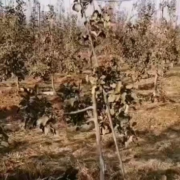 嫁接苹果树