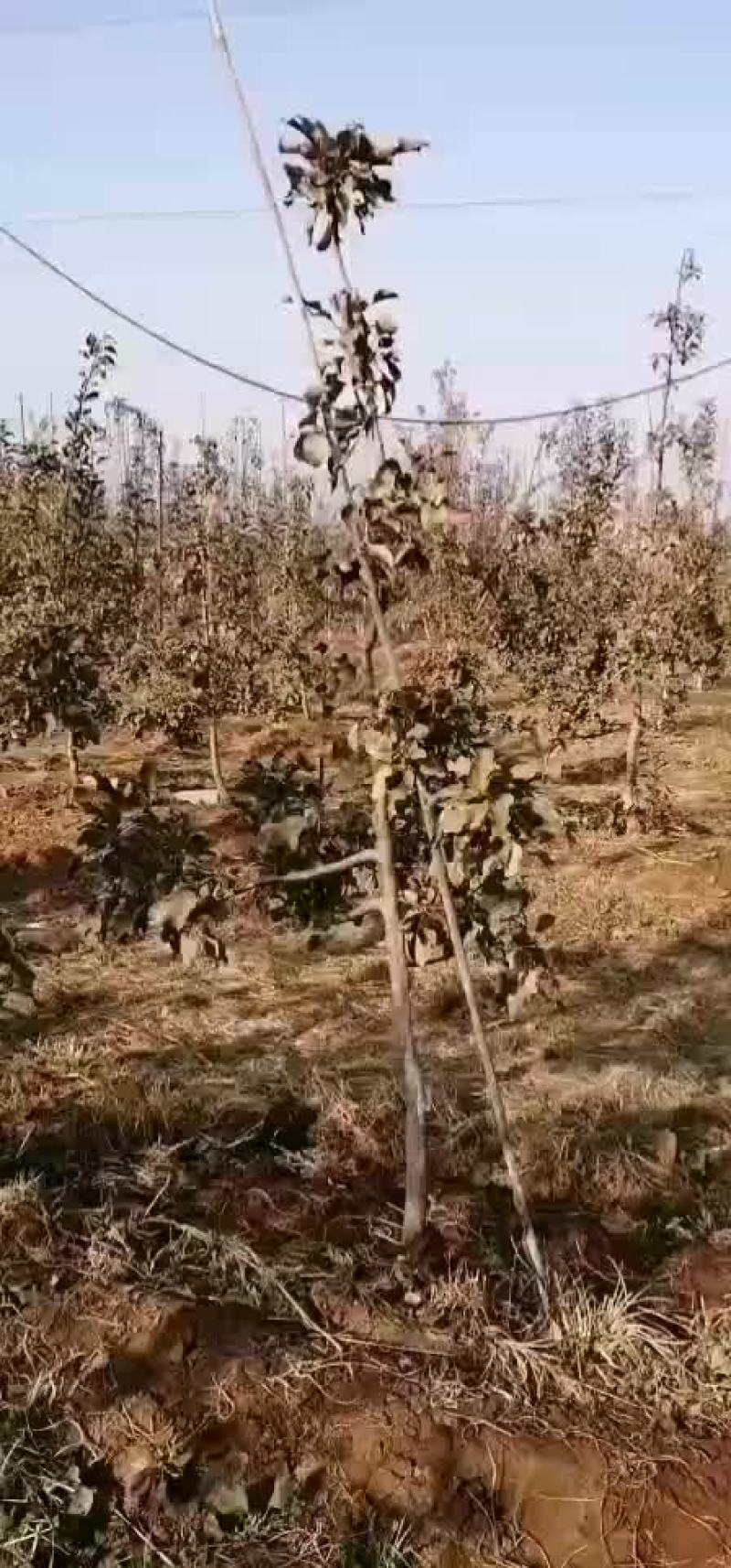 嫁接苹果树