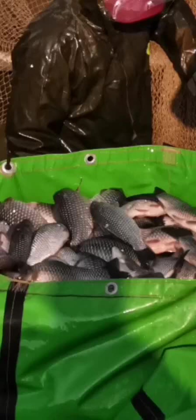 鲫鱼