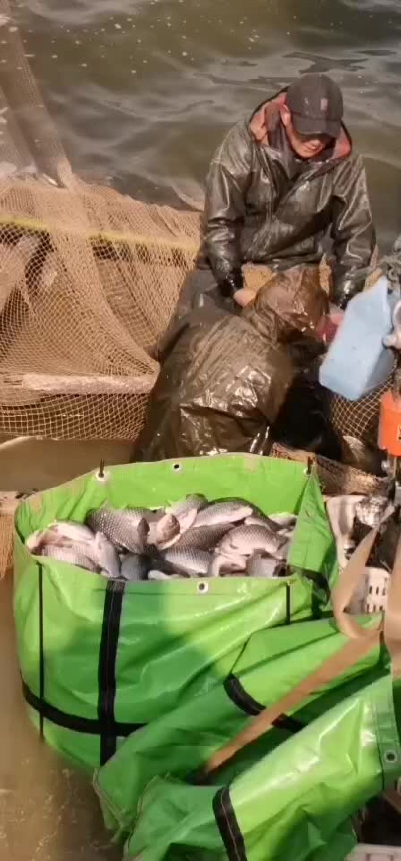 鲫鱼
