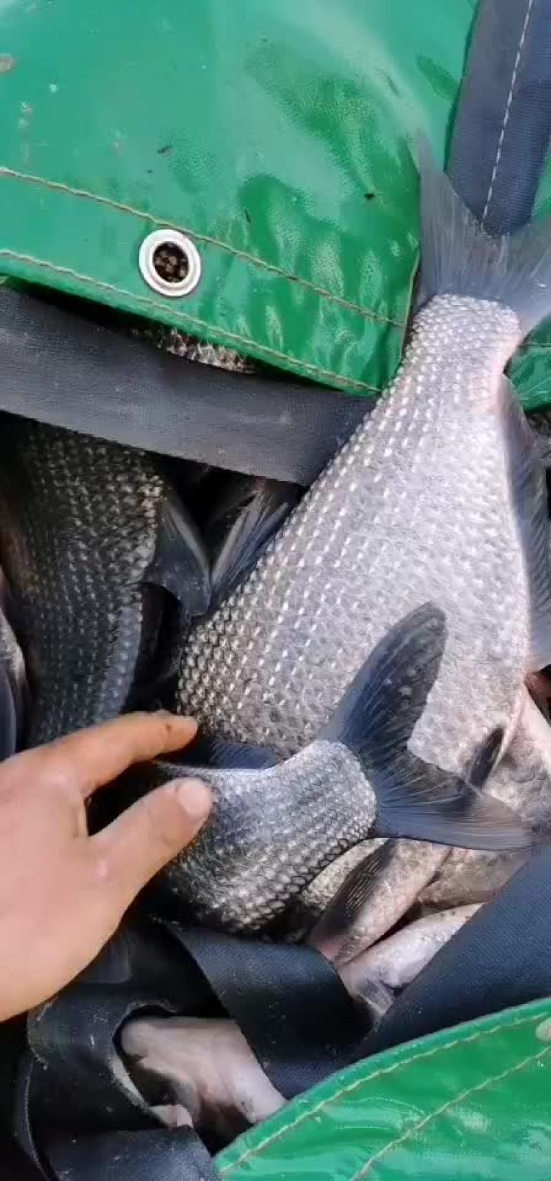 鲫鱼