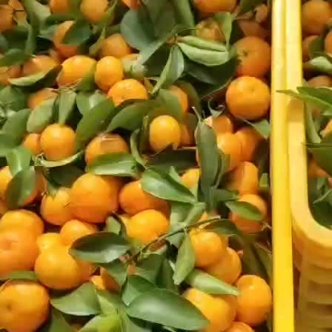 沙糖桔
