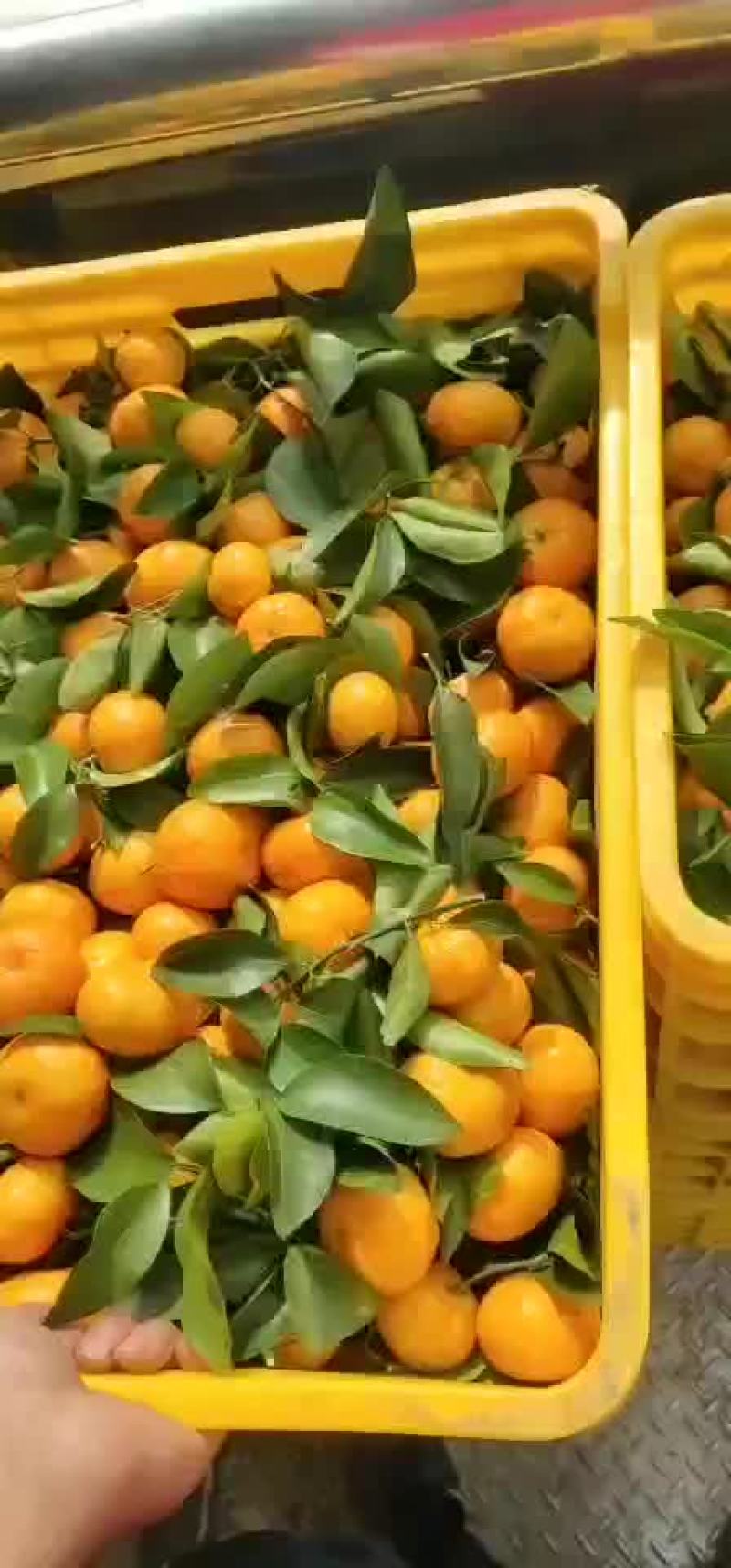 沙糖桔