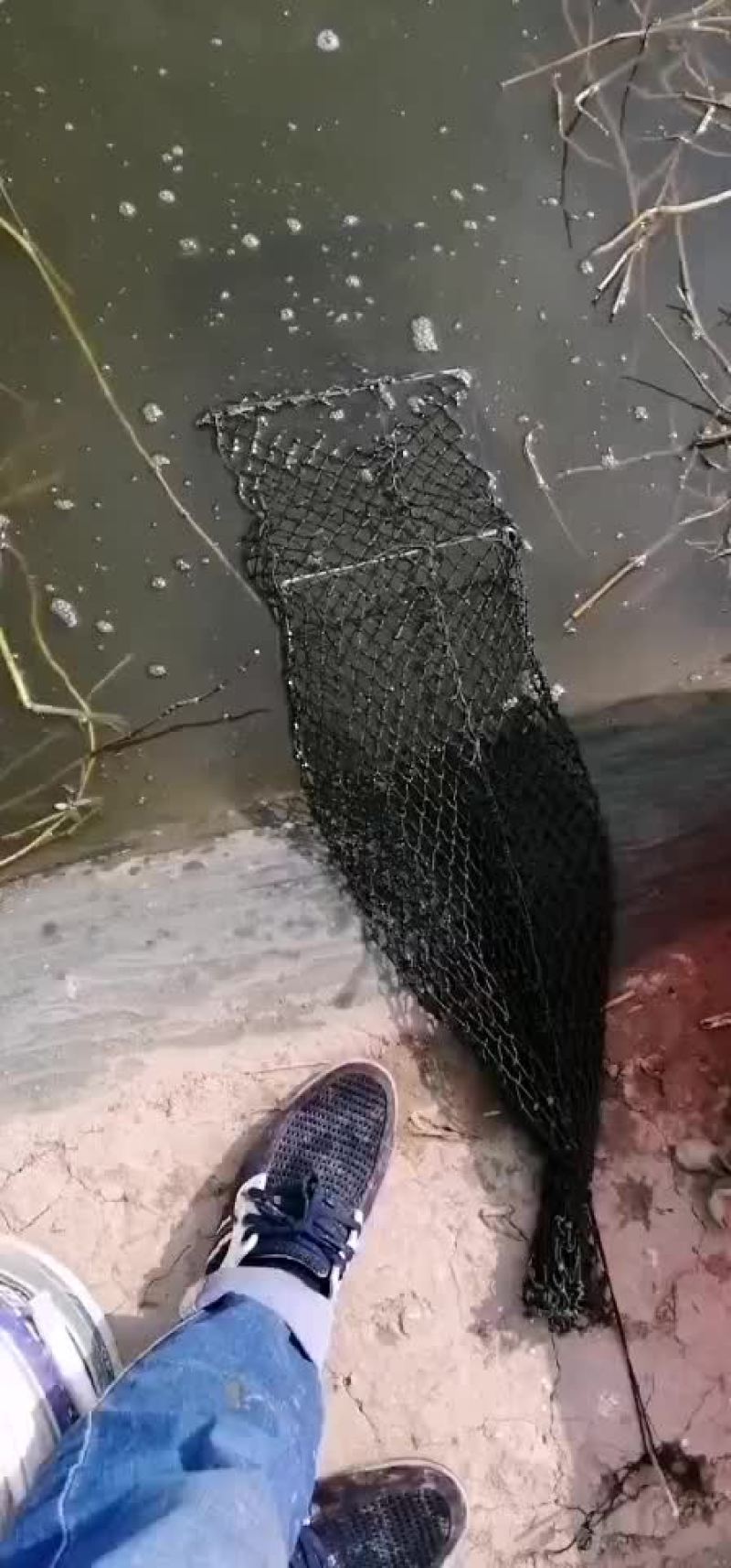 螃蟹，老头蟹