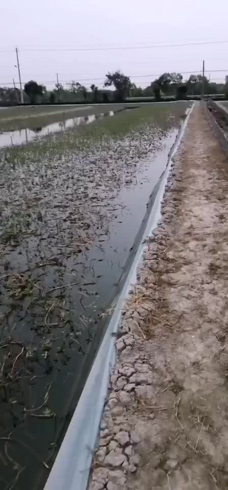 螃蟹，老头蟹