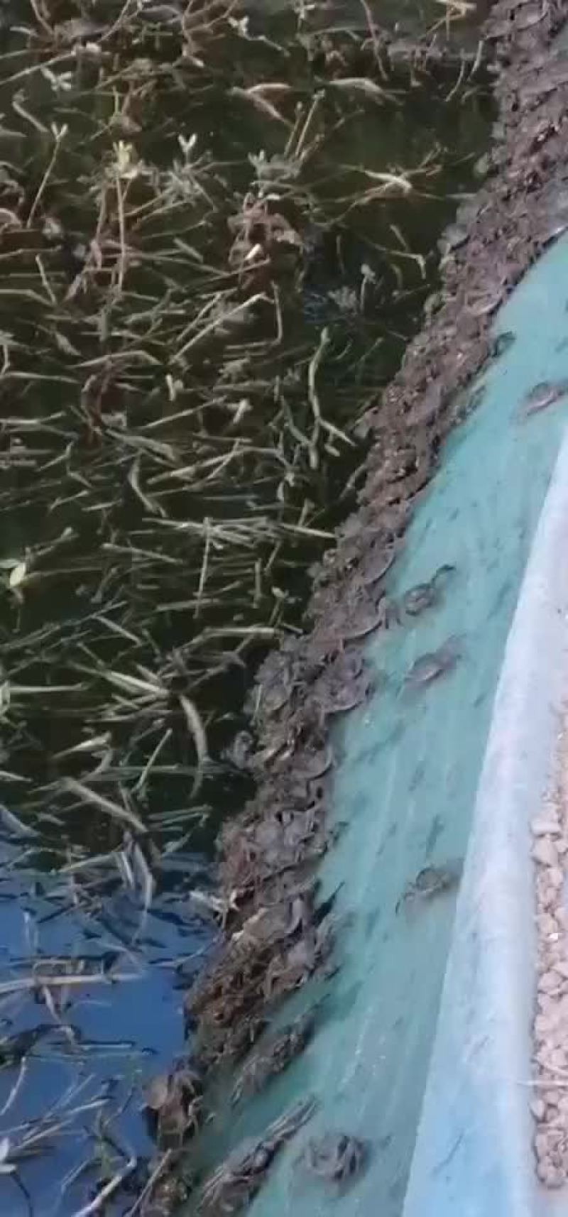 螃蟹，老头蟹