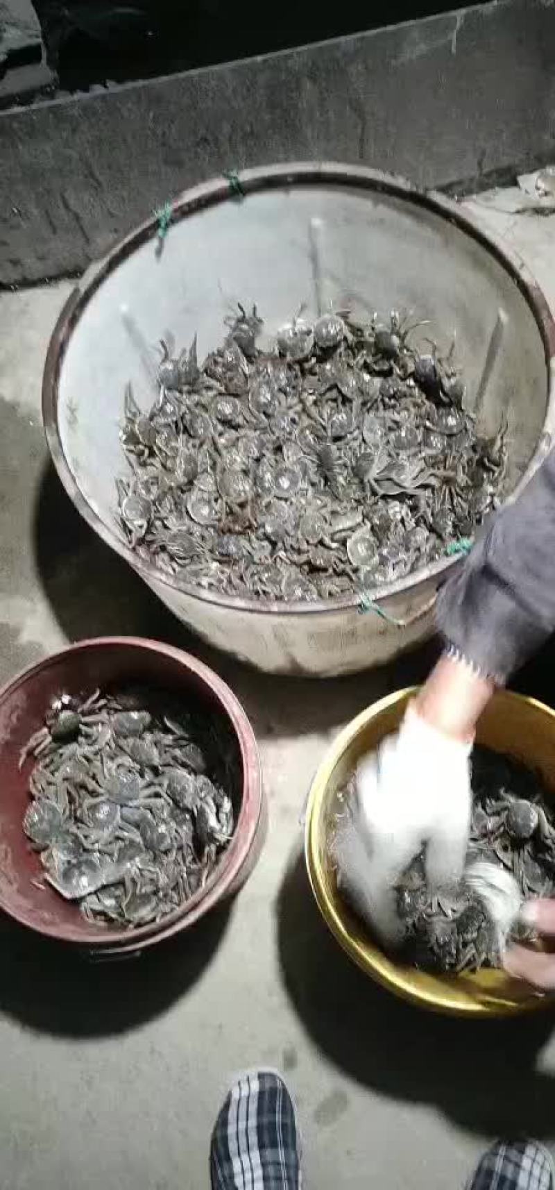 螃蟹，老头蟹