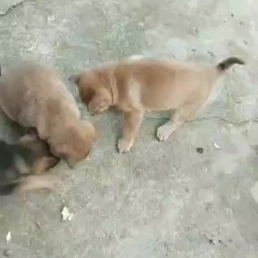 猎狗