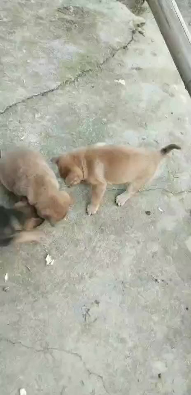 猎狗