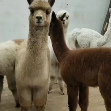 羊驼是一种观赏动物。有旅游景点观光公园需要的联系我。