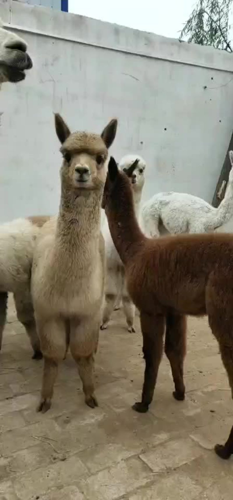 羊驼是一种观赏动物。有旅游景点观光公园需要的联系我。