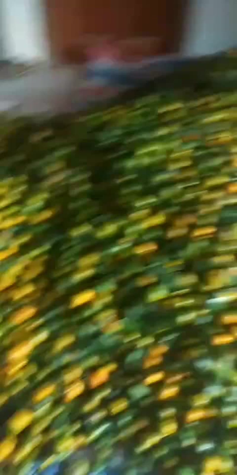 清皮
