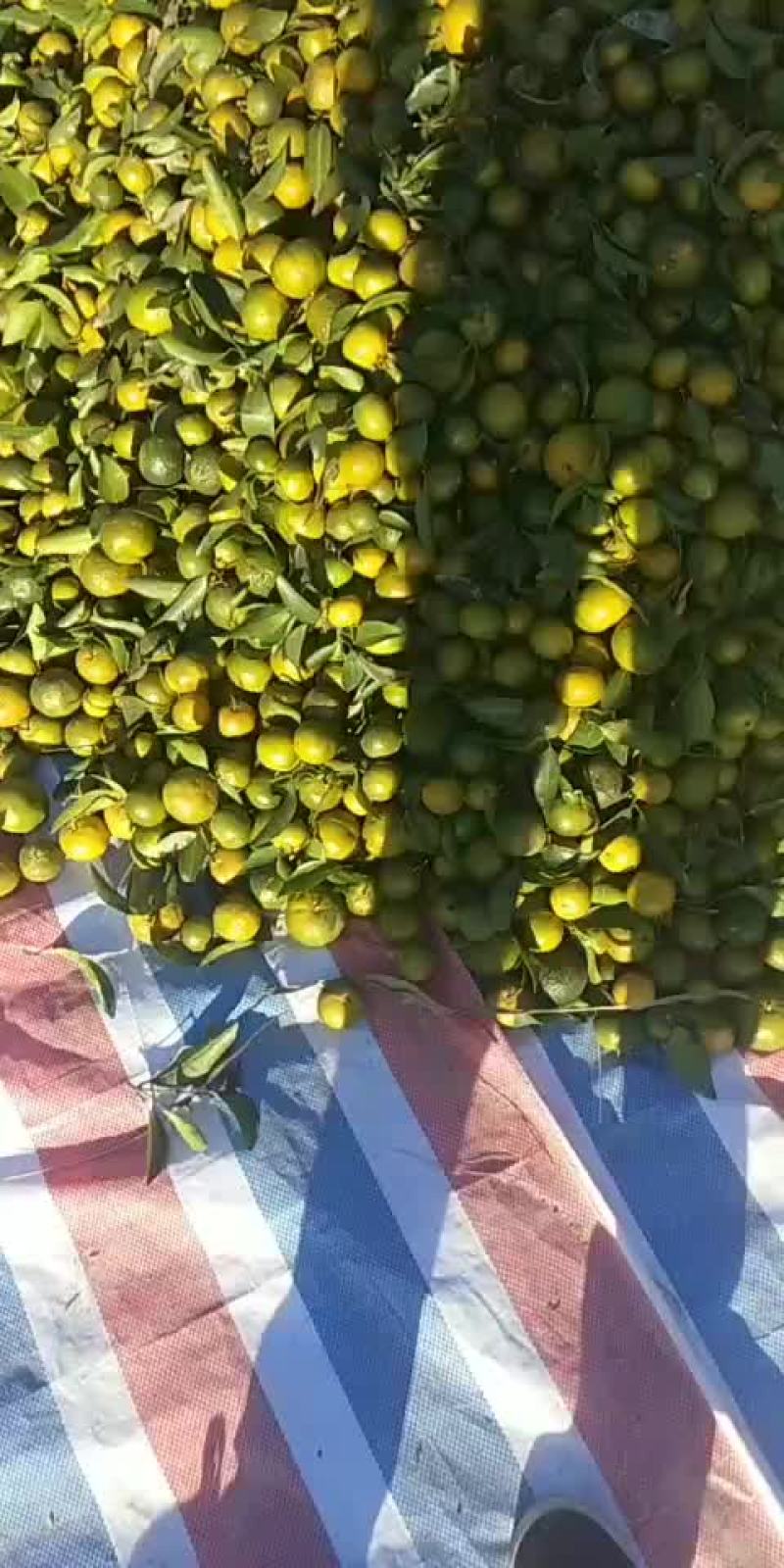 清皮