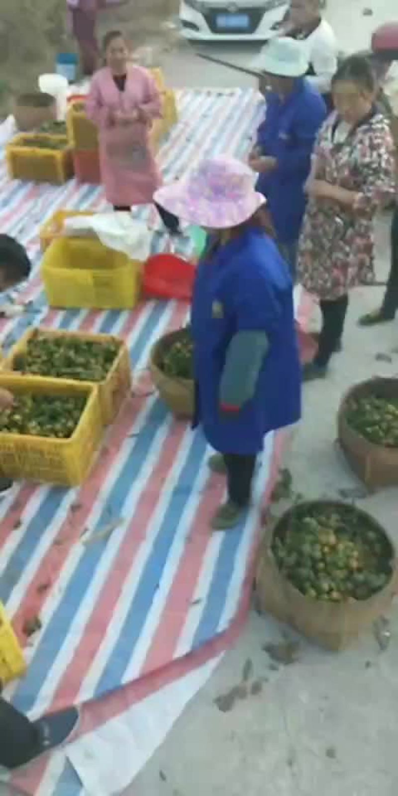 清皮