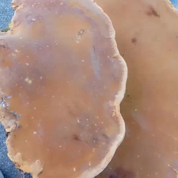 桑黄菌