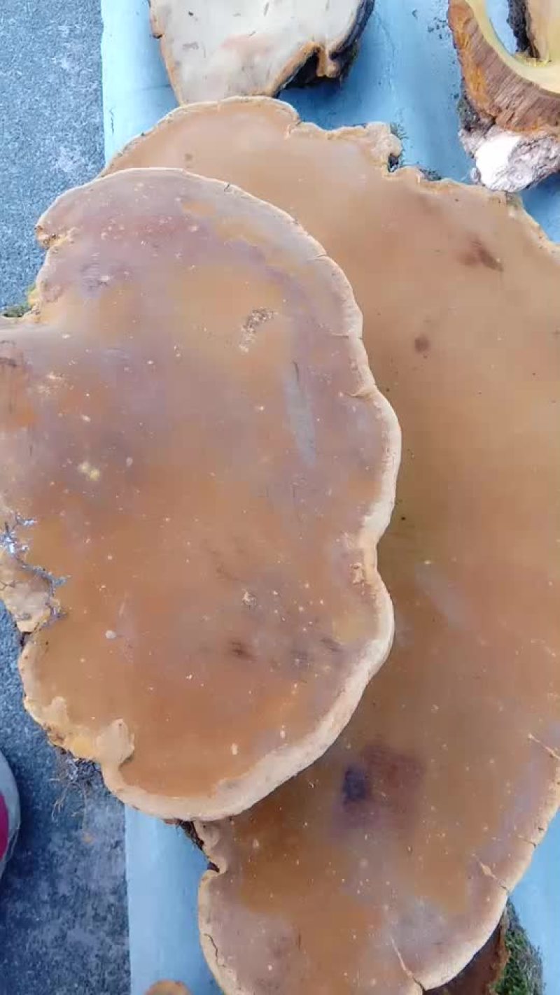 桑黄菌