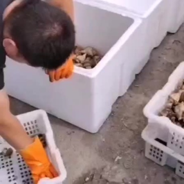 深海螺