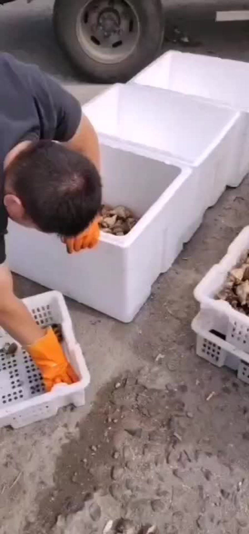 深海螺