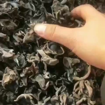 东北木耳，1.8泡出来黑厚