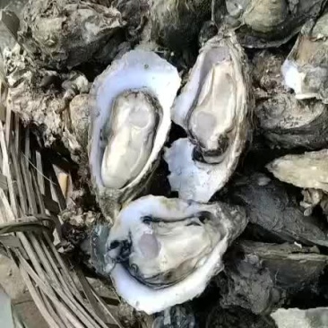 产地生蚝批发。，，，，。，。