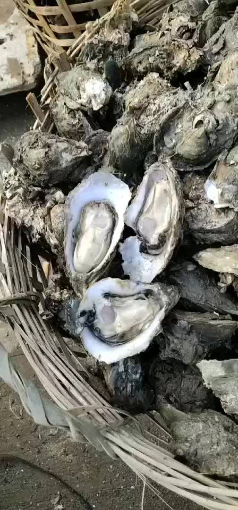 产地生蚝批发。，，，，。，。