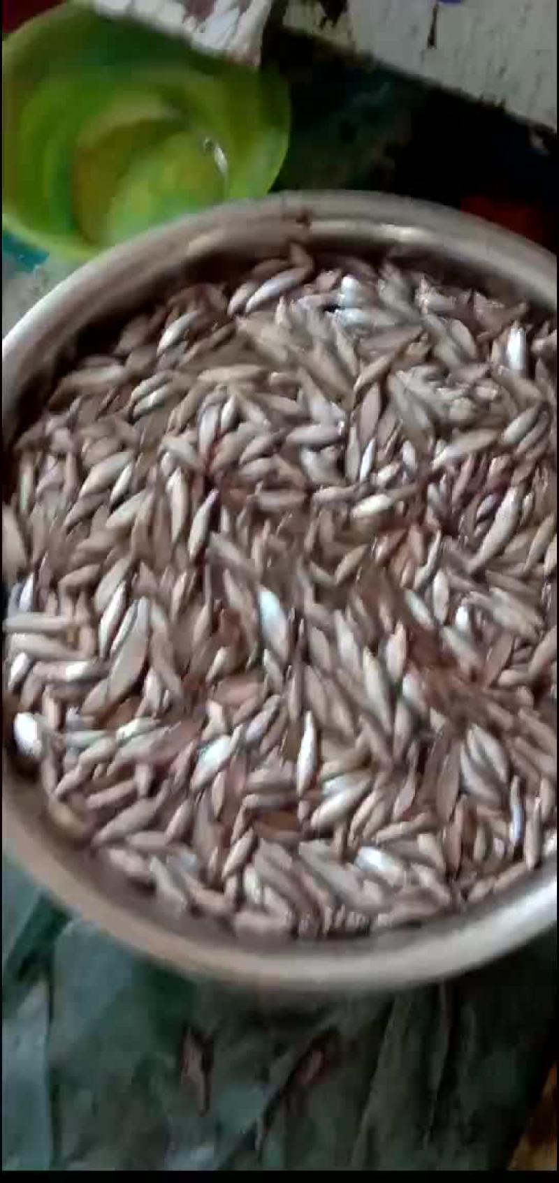 麦穗鱼