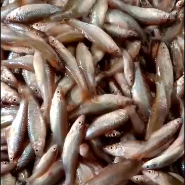 麦穗鱼