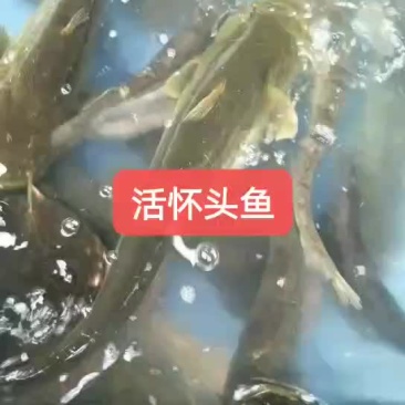 怀头鲶