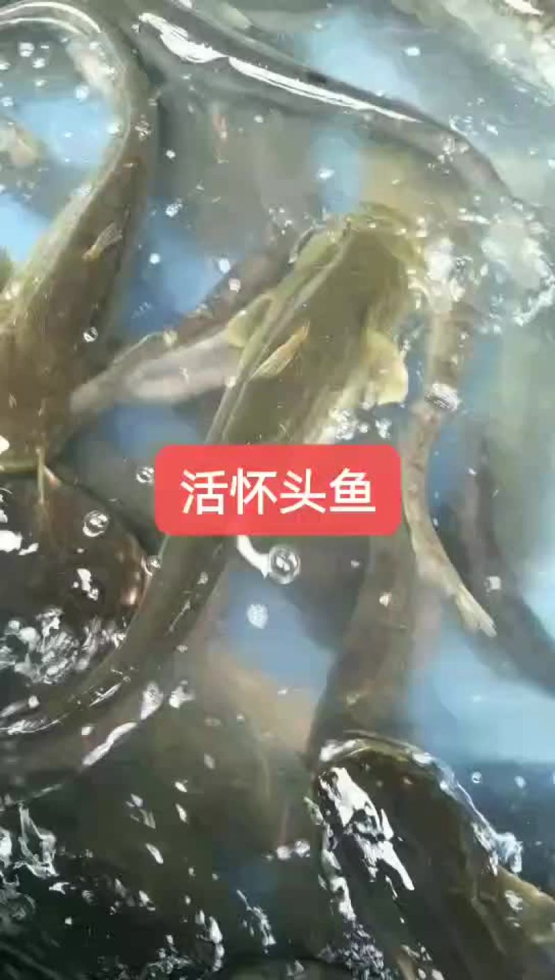 怀头鲶