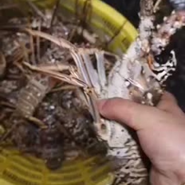 古巴龙批发
