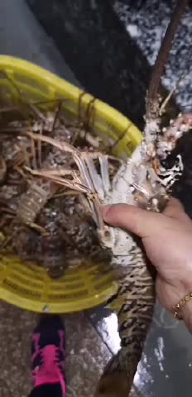 古巴龙批发