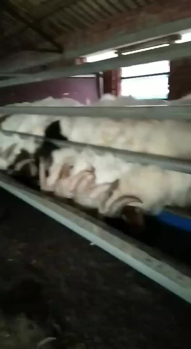 肉羊