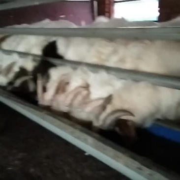 肉羊
