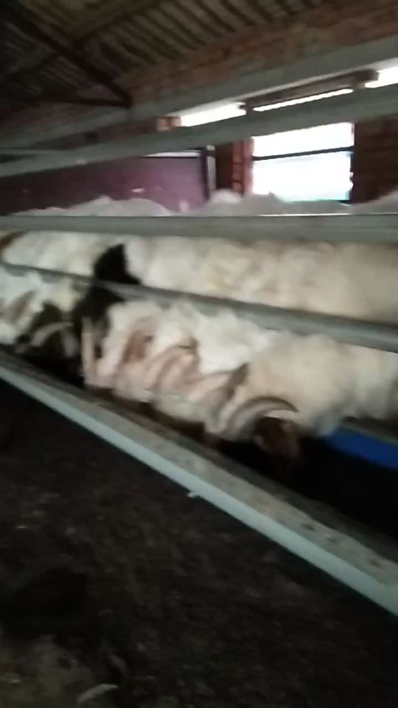 肉羊