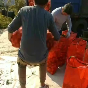 冰糖橙大卖特卖，，，。。。。。需要的联系。。