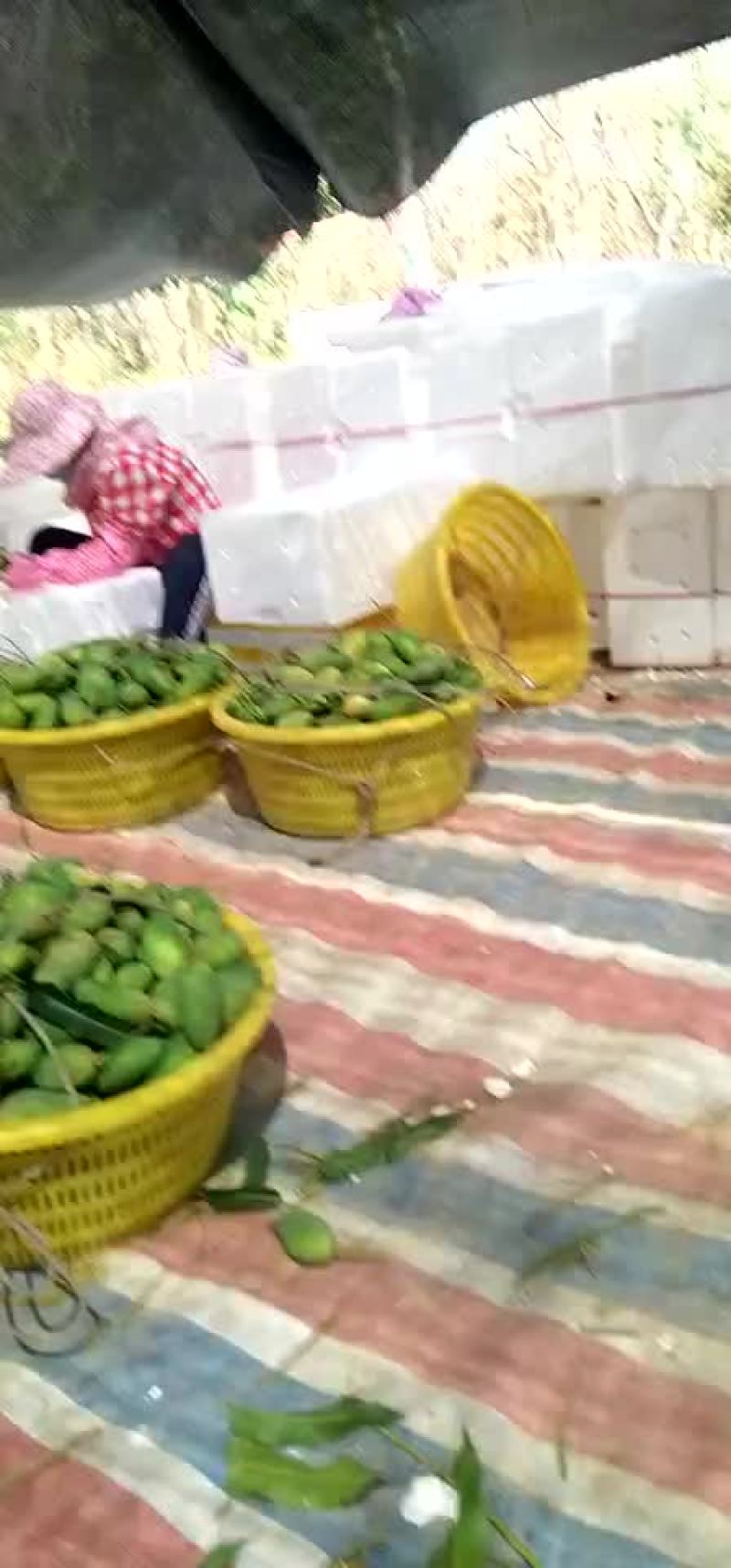 海南省乐东县嘉兴货一手货源