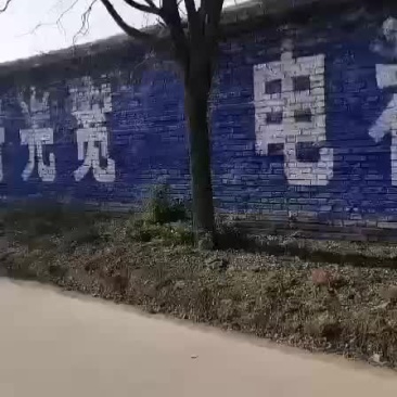 出售优质大国槐