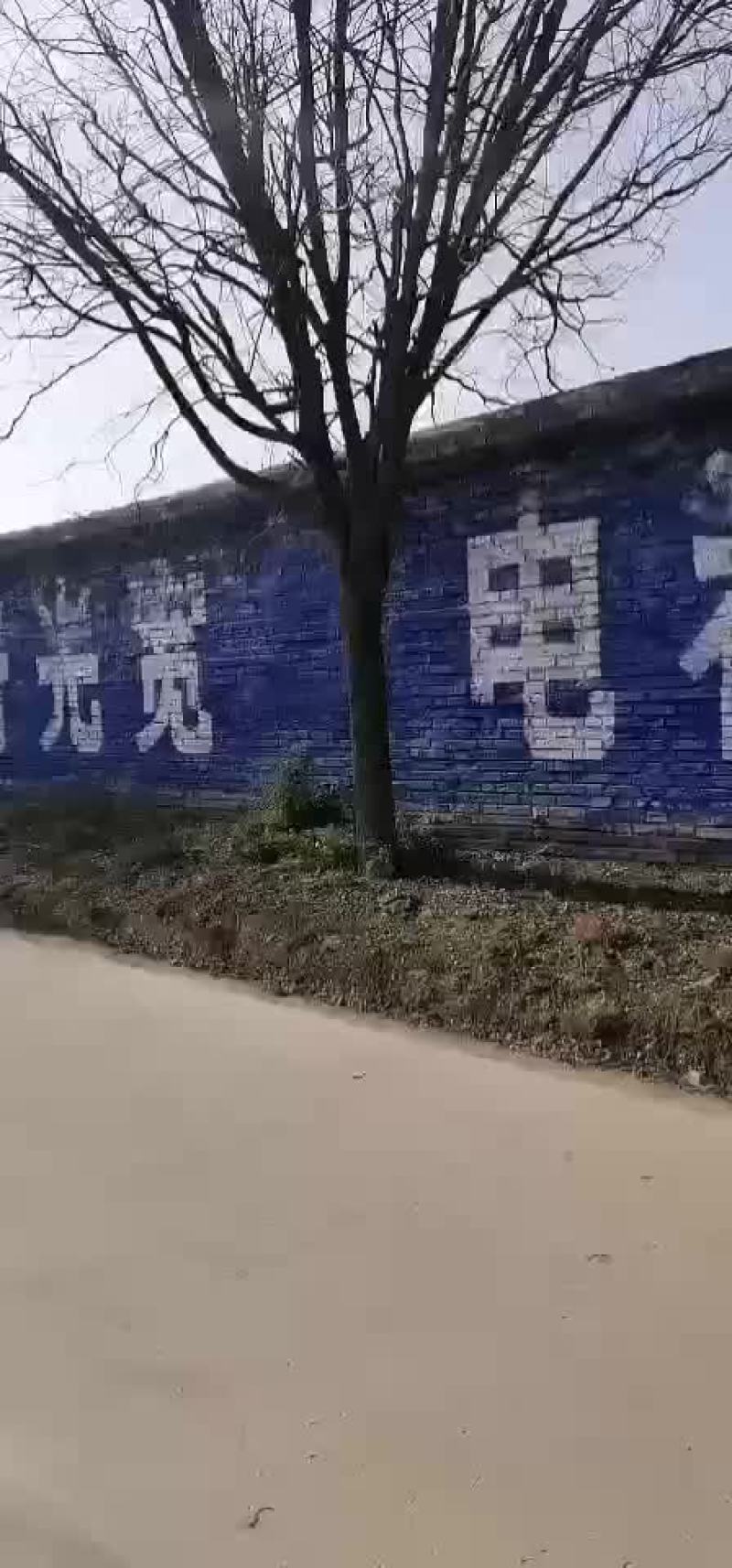 出售优质大国槐